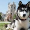 NIUHuskies