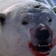 polarbearsarescary