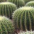 Cacti