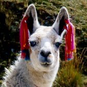 Bama Llama