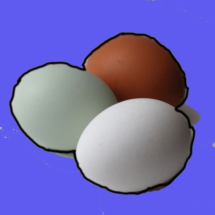 EGG.jpg
