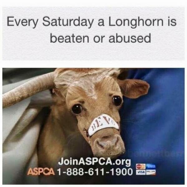 beaten longhorn.jpg