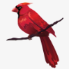 Cardinal12