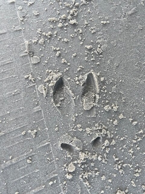 Port A track Closeup.jpeg