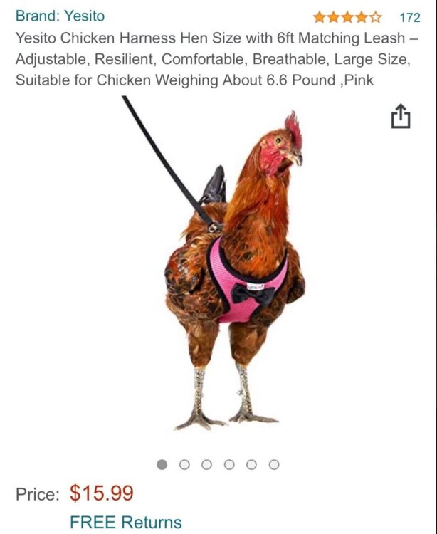 Chicken harness.jpg