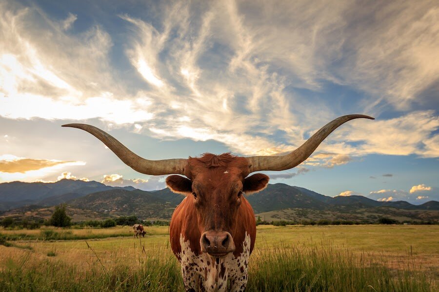 bevo.jpg