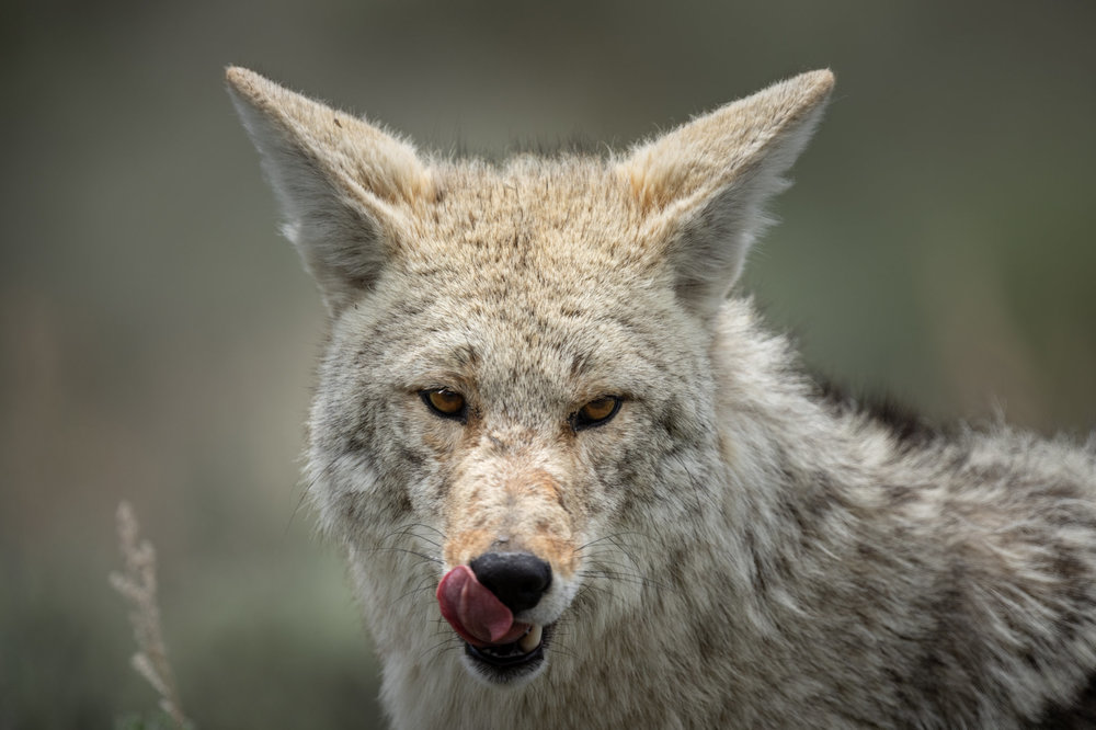 coyote licking.jpg