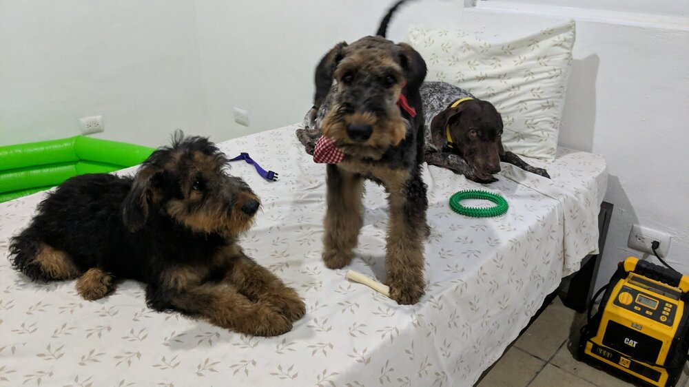 ollie mattie sprinkles 9-10-21.jpg