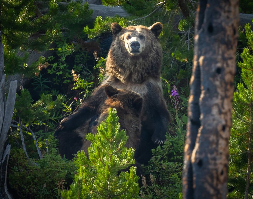 Raspberry nursing-min.jpg