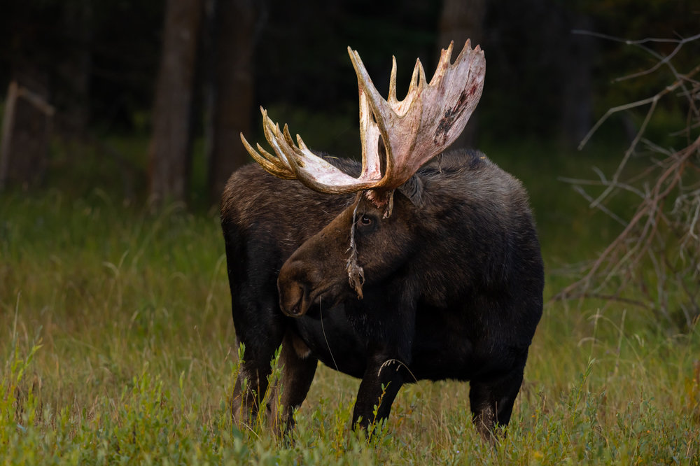 moose5.jpg