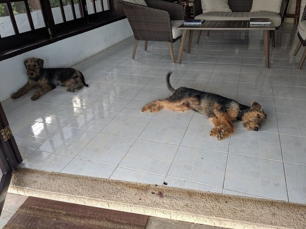 pups bacalar tile.jpg