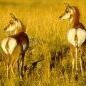 pronghorn