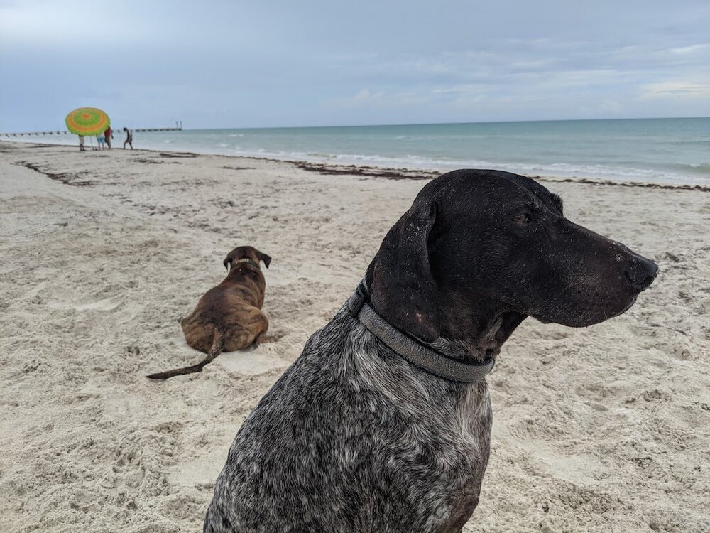 sprinkles tigger beach el cuyo.jpg