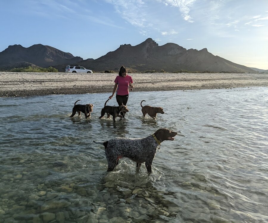 tecolote in the water.jpg