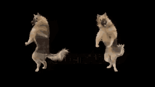 dancing-dog.gif