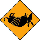 DeadArmadillo