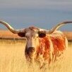 txhorns