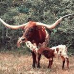 LonghornBreeder