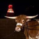 Bodacious Bevo